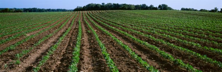 Bioasphalt could be the savior of soybean farmers