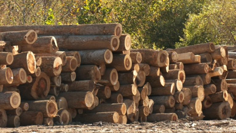 ‘We’re suffering’: Hardwood and lumber mills feeling the impact of trade war