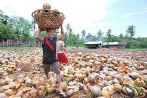 Capacity still main issue for coco industry after tariff break