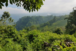 Bukidnon tops provinces in agri-fishery, forestry output