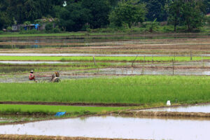 Philippine farm output jumps 2.8% in Q3