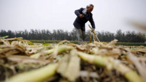 Dry-season rice, corn expected to benefit from weak La Niña