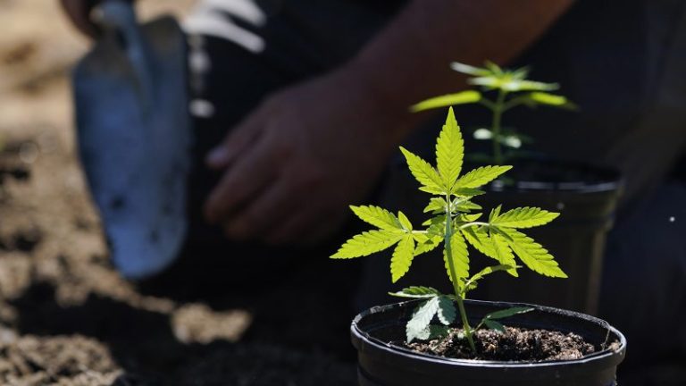 Florida bill would let patients grow their own marijuana plants at home